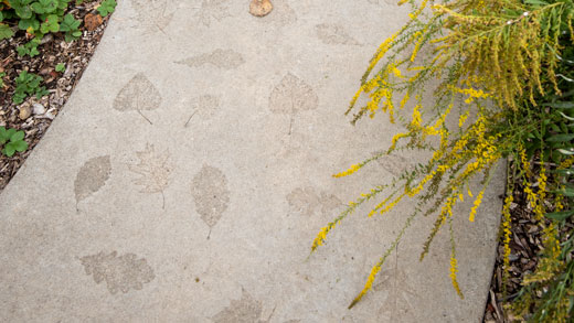 Leaf impressions in concrete 