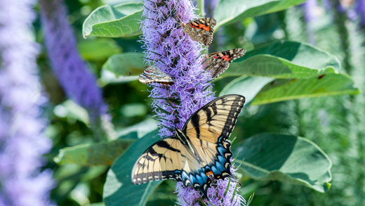 Butterflies in Gardens. 