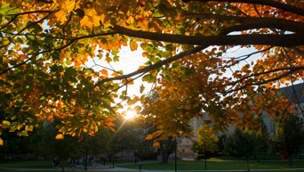 Sunshine in the Quad