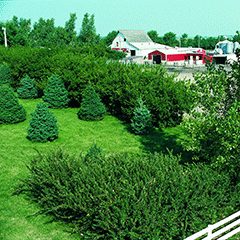 Trees-windbreak on farm