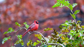 Bird in tree