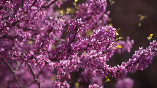 Trees bloom on Manhattan campus.