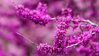 Eastern redbud trees bloom on campus.