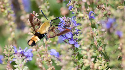 Snowberry clearwing moth 