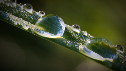 Water on grass