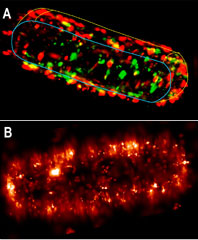 Super-resolution images of the E. coli cell envelope