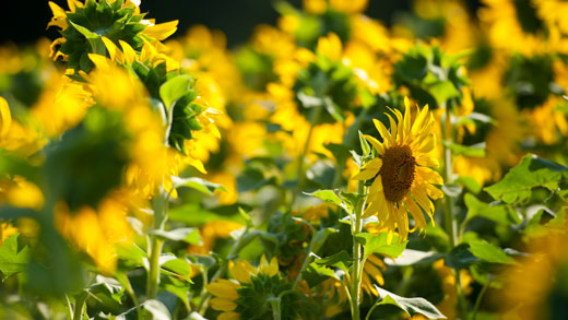 Sunflowers 