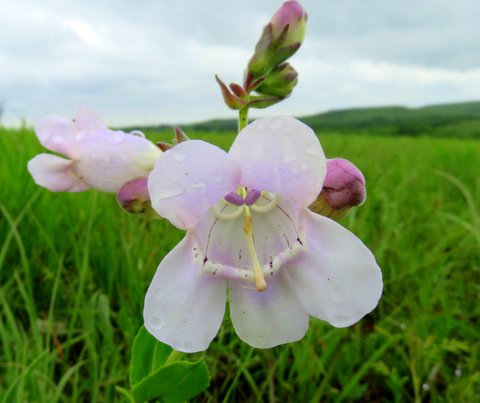 Cobaea penstemon