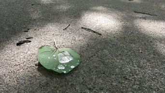 A leaf collects water. 