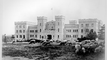 Sheep in front of Nichols Gymnasium