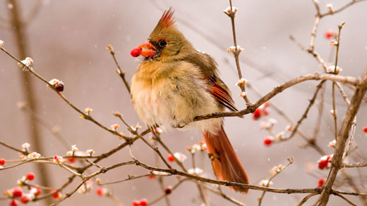 A female cardinal eats a berry on the Manhattan campus.