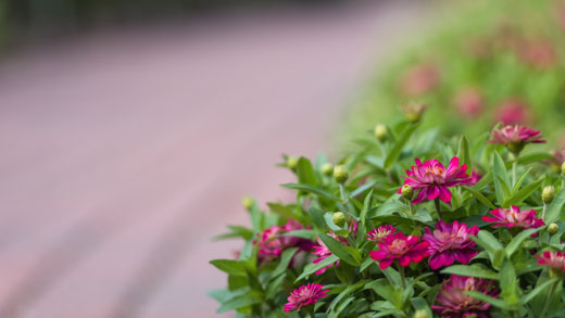 Path at Gardens