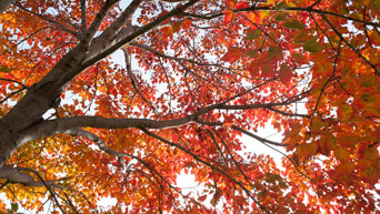 Fall at K-State