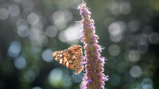 Painted lady butterfly