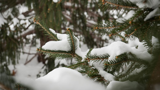 Snow on tree branches