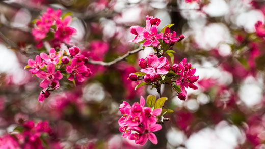 Spring at the K-State Gardens 