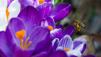 spring flowers