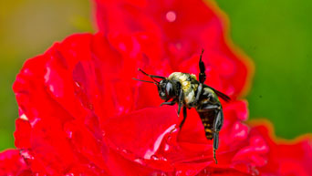 Bee on a flower