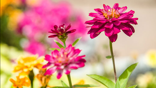 Flowers on campus