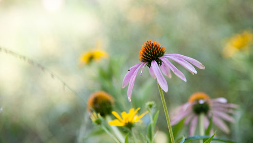 Purple coneflowers bloom in the Gardens.