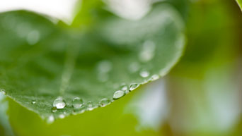 Water droplets collect on a leaf. 