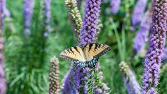 Kansas State University Gardens