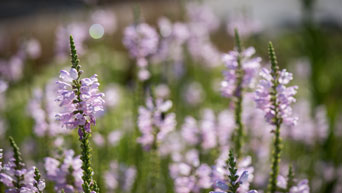 Flowers bloom in the K-State Gardens