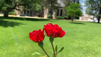 Red roses