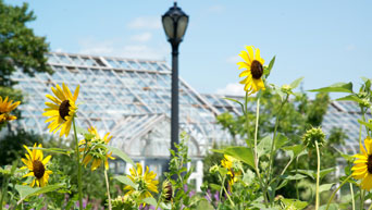 Sunflowers bloom in the Kansas State University Gardens 