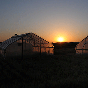 Kansas State University researchers are growing more than 300 cultivars of wheat in heat-controlled tents in order to test the effect of nighttime temperatures on the yield and quality of the crop.