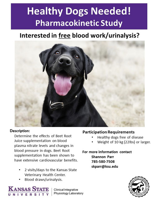 Dog Study Flyer 