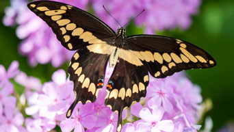 Butterfly at Gardens