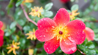 Water droplets on a flower on the K-State Manhattan campus. 