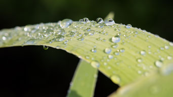 Water droplets collect on a leaf. 
