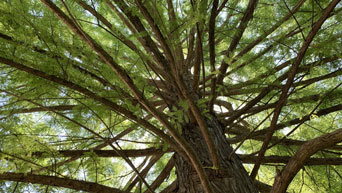 Tree on campus