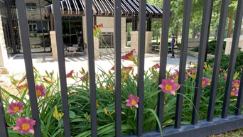 Flowers near Leadership Studies Building 