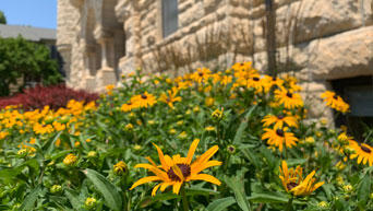 Flowers near Holton Hall