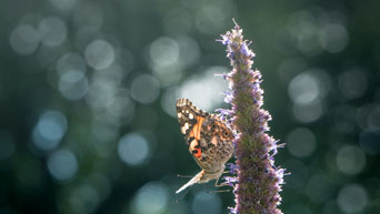 Kansas State University Gardens