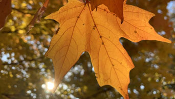 Orange maple leaf