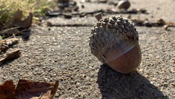 An acorn on the sidewalk