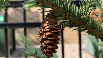 Pinecone