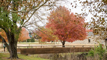 Campus in fall