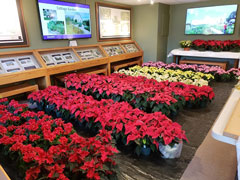 Variety of poinsettias