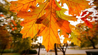 Fall at K-State