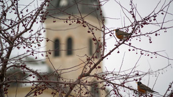 Robins perch in a tree near Anderson Hall.