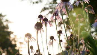 Purple coneflowers bloom in the Gardens.