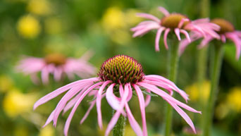 Purple coneflowers bloom in the Gardens.