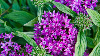 Purple flowers on campus