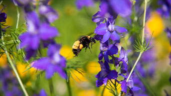 Bee hovers over flowers in the Kansas State University Gardens. 