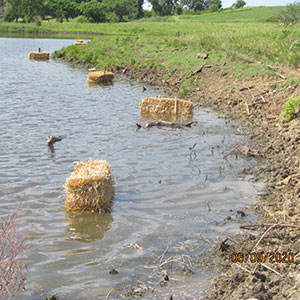 Researchers are using barley stray to mitigate the effects of blue-green algae in farm ponds and lakes.